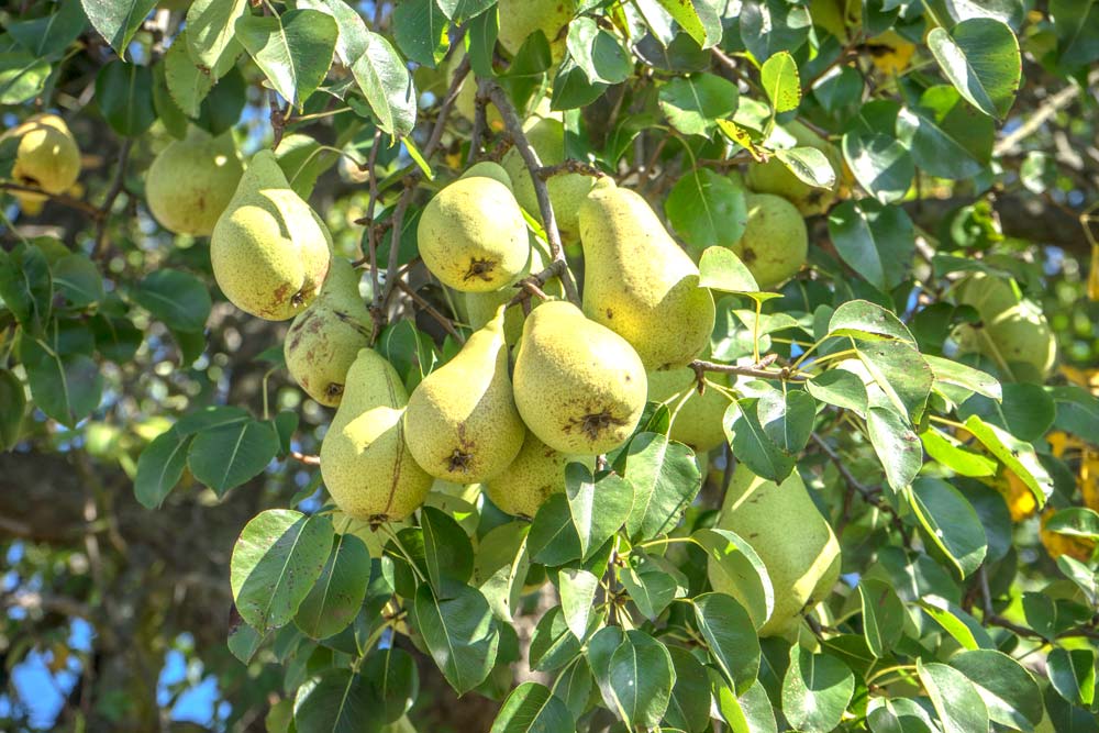 Pre-order Kieffer Pear