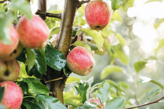 Pre-order Red Dawn Apple