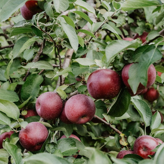 Pre-order Jehovah’s Choice Apple