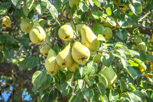 Pre-order Kieffer Pear