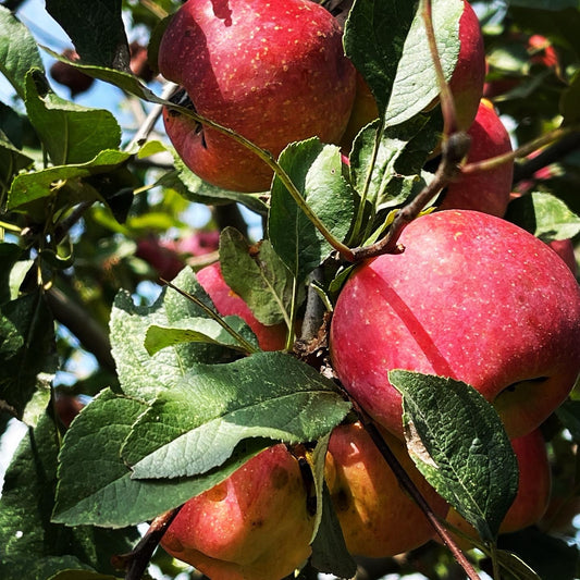 Pre-order Steady Eddie Apple