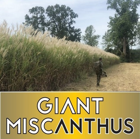 Miscanthus (10,000 rzm)